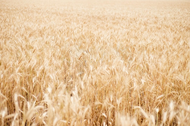 Campo de trigo na Ucrânia Mariupol