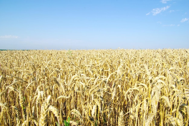 Campo de trigo no céu azul