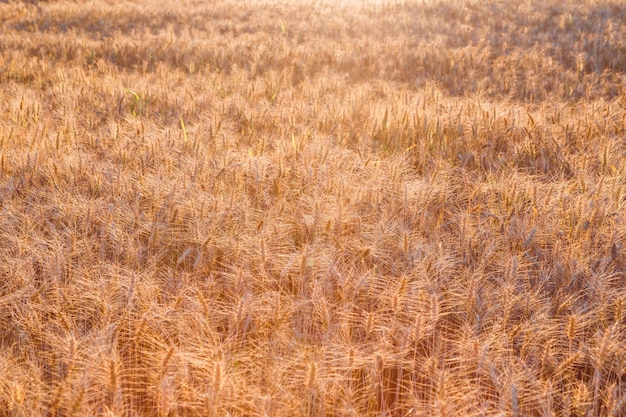 Campo de trigo no conceito de agricultura de colheita do pôr do sol