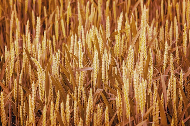 Campo de trigo no momento da maturação da colheita