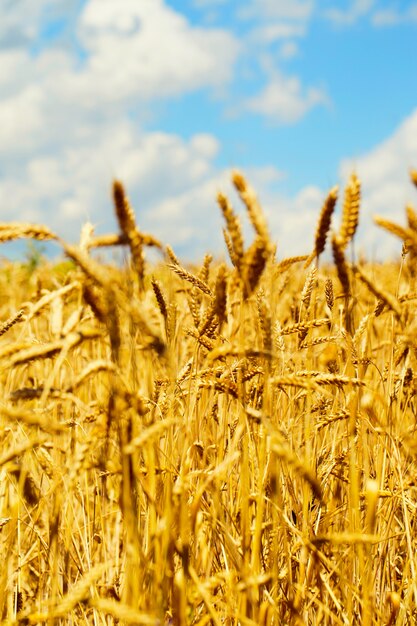 Campo de trigo no verão ao lado de um céu azul com nuvens em um dia ensolarado. Natureza bela