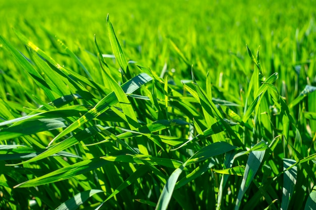 Campo de trigo novo na mola, plântulas que crescem em um solo.