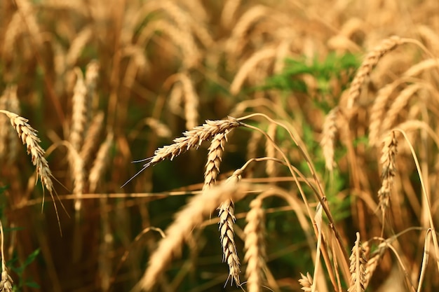 Foto campo de trigo o conceito da crise alimentar global