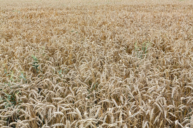 Campo de trigo Orelhas de trigo dourado de perto Fonte de orelhas maduras de campo de trigo de prado