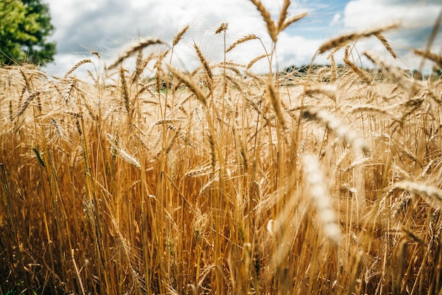 Campo de trigo orelhas de trigo dourado de perto