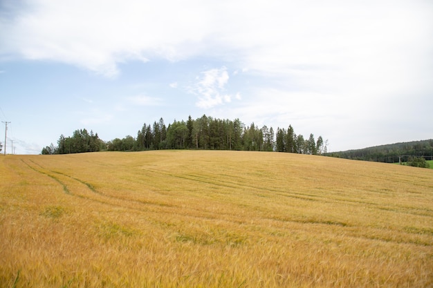 Campo de trigo para edição de imagem.