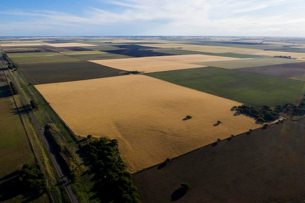 Campo de trigo pronto para colher na planície de Pampas La Pampa Argentina