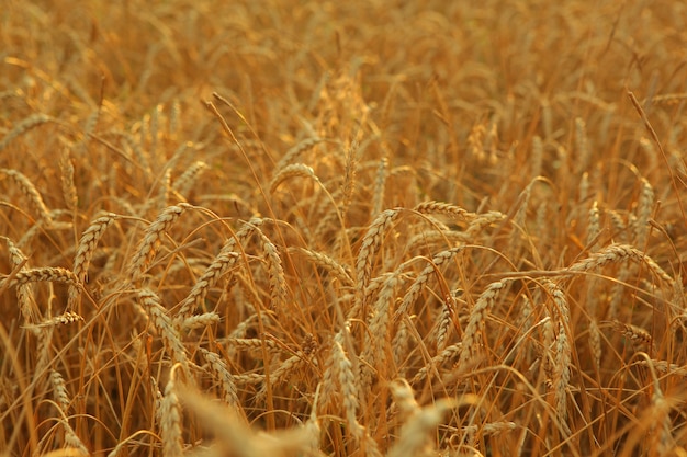 Campo de trigo próximo com lugar para texto