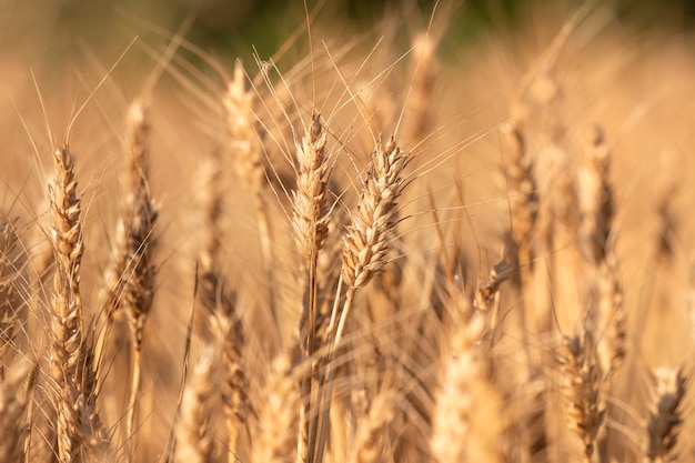 Campo de trigo seco close-up