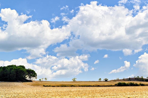 Campo de trigo seco na primavera com árvores ao fundo em um dia ensolarado com nuvens brancas Rural