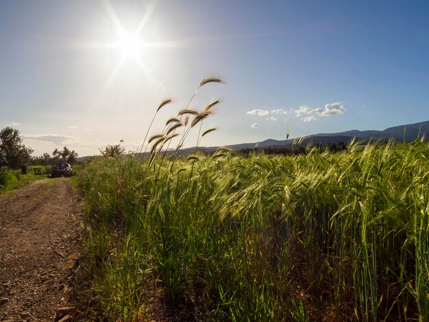 Campo de trigo semeado na ilha grega de evia grécia ao pôr do sol