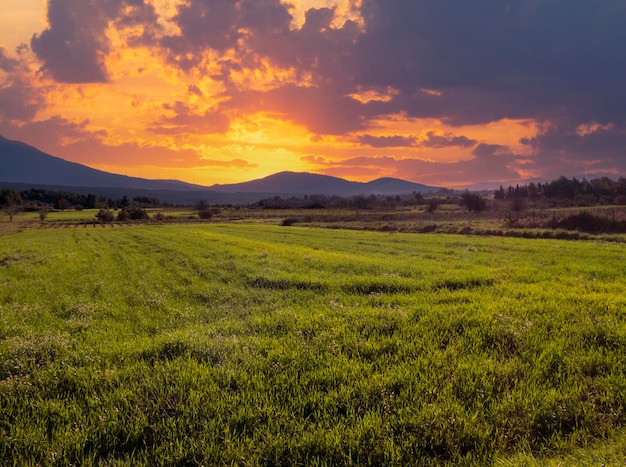 Campo de trigo semeado na ilha grega de Evia, Grécia ao pôr do sol