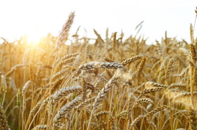 Campo de trigo sob céu azul nublado na Ucrânia