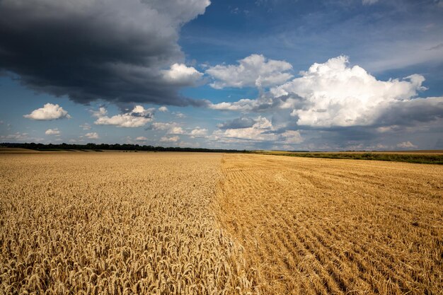 Campo de trigo sob o céu azul Tema rico da colheita Paisagem rural com trigo dourado maduro O problema global dos grãos no mundo