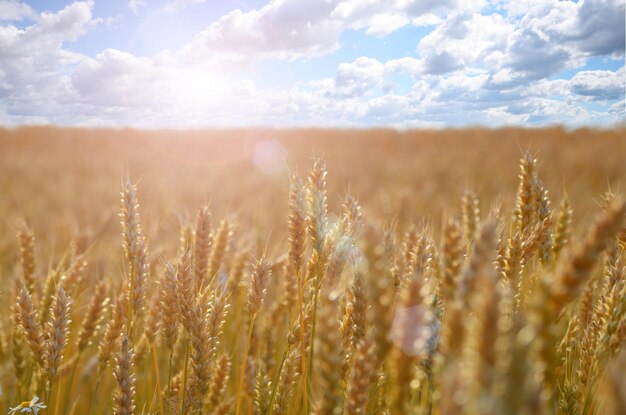 campo de trigo sob o céu azul