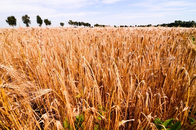 Campo de Trigo Texturizado