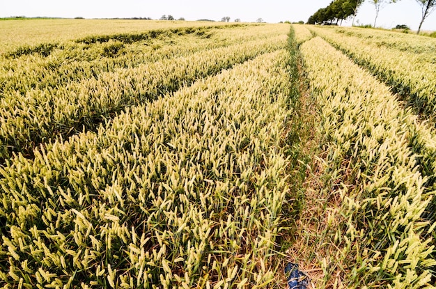 Campo de Trigo Texturizado