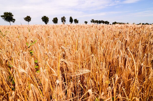 Campo de trigo texturizado