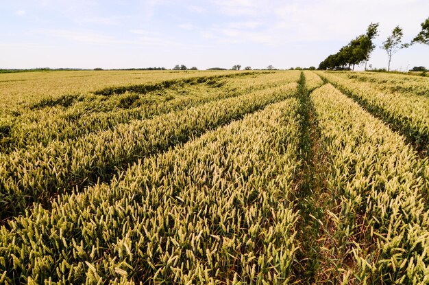 Campo de Trigo Texturizado