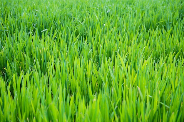 Campo de trigo. Trigo germinado jovem, close-up.