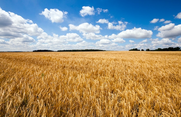 Campo de trigo - um campo agrícola no qual cresce o trigo