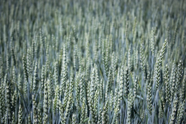 Campo de trigo verde à tarde