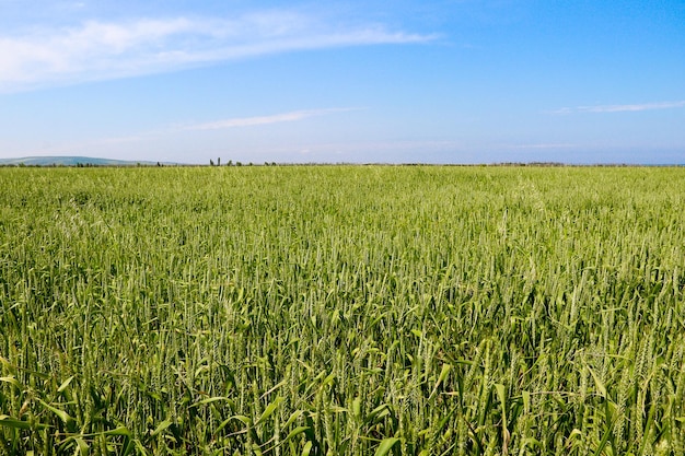 Campo de trigo verde Campo de trigo em julho Fundo de campo de cereais verde bonito Agricultura