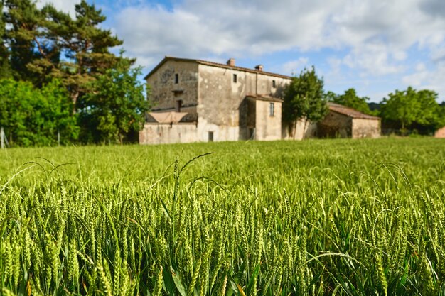 Campo de trigo verde e dia de sol na fazenda agrícola