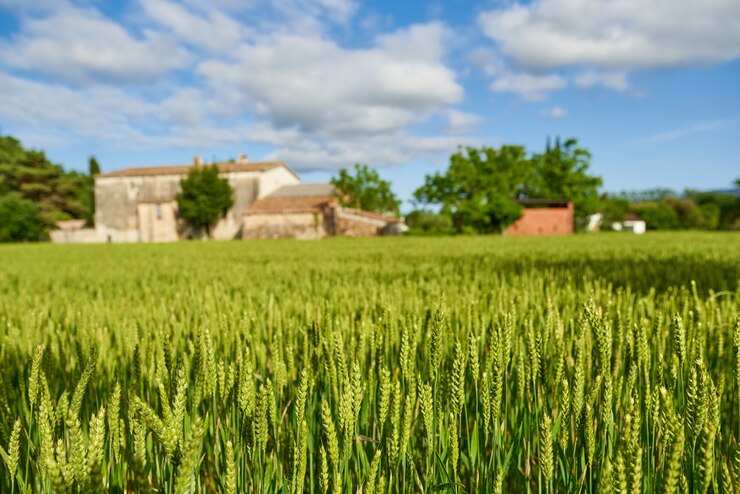 Foto campo de trigo verde e dia de sol na fazenda agrícola