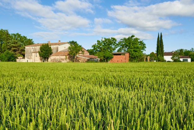 Campo de trigo verde e dia de sol na fazenda agrícola