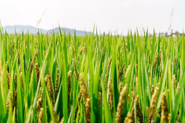 Campo de trigo verde e dia ensolarado