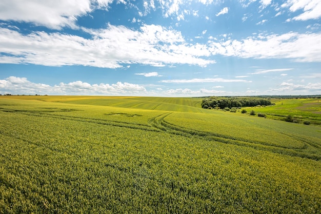 Campo de trigo verde e paisagem rural