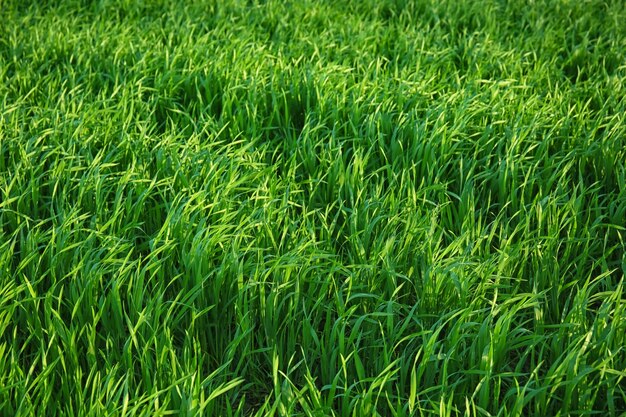 Campo de trigo verde em dia ensolarado