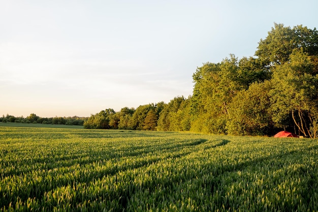 Campo de trigo verde em sunsert