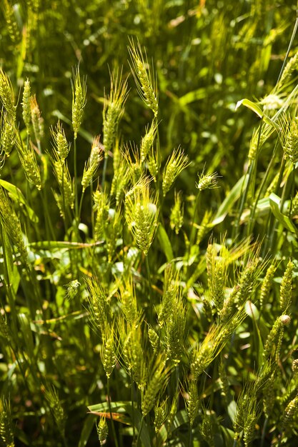 Campo de trigo verde jovem em um dia ensolarado, close-up