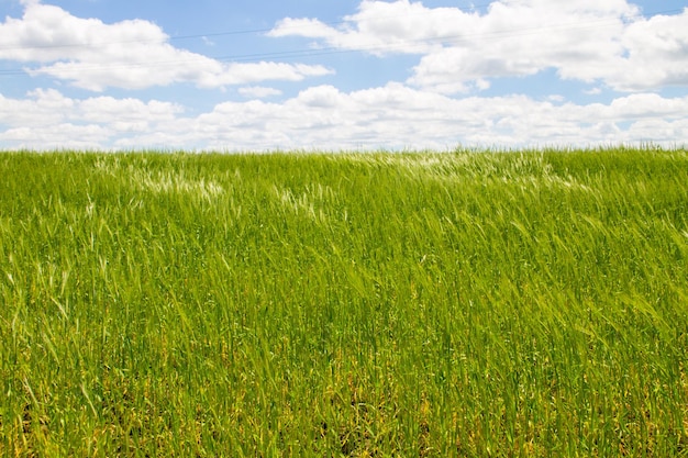 Campo de trigo verde jovem