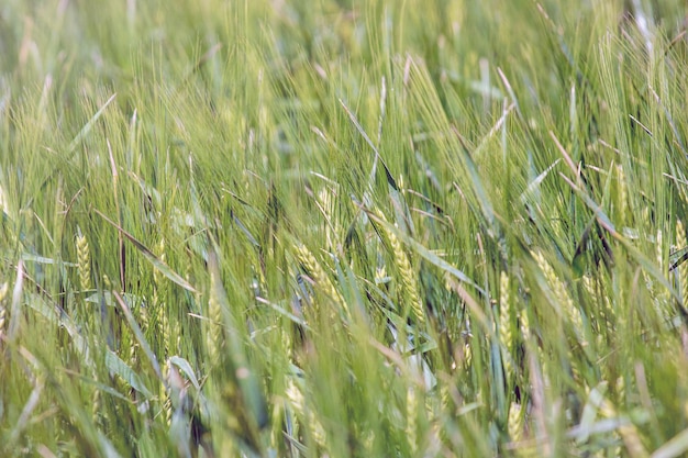 Campo de trigo verde