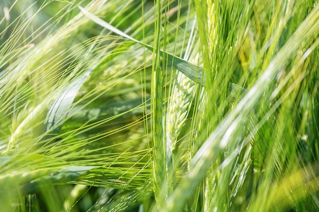 Campo de trigo verde