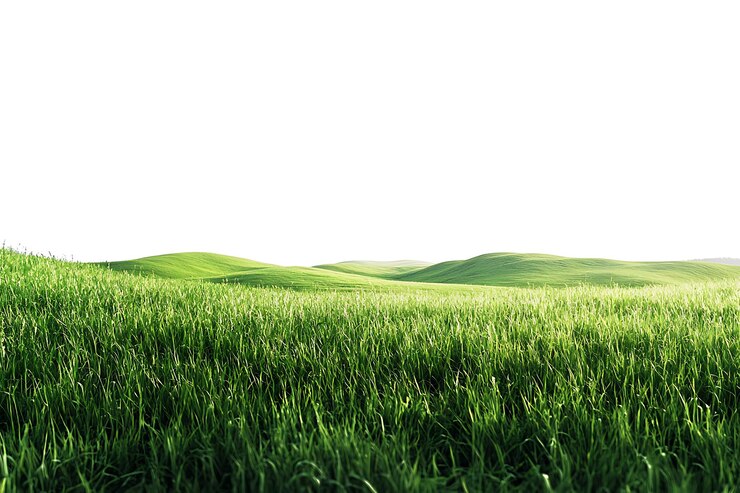Foto campo de trigo verde