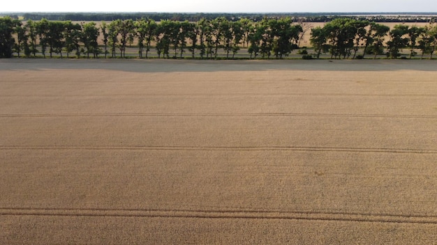 Campo de trigo voando sobre espigas de campo de trigo da estrada de árvores maduras de trigo