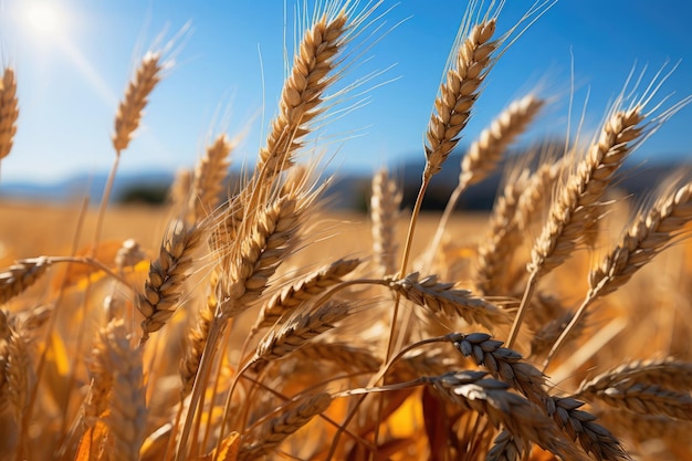 Foto campo de trigo