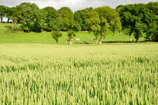 Campo de trigo