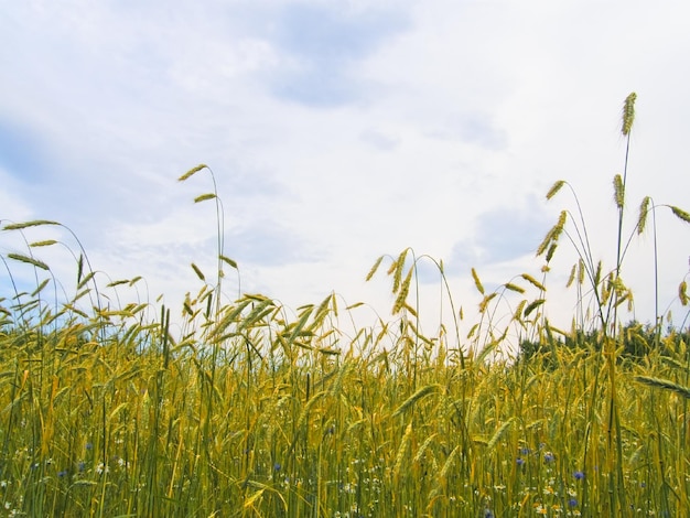 Foto campo de trigo