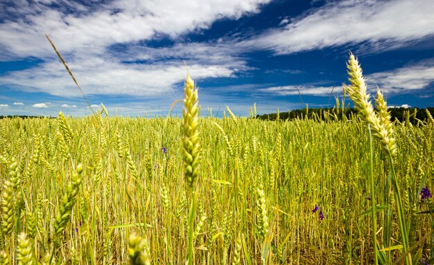 Campo de trigo