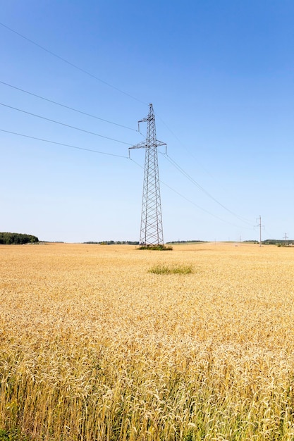 Foto campo de trigo