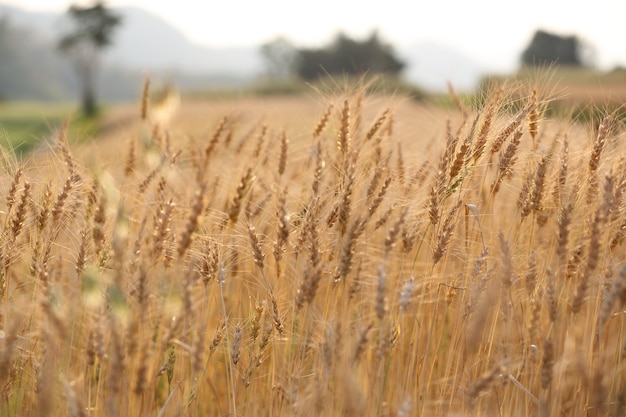 Campo de trigo