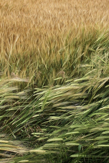 Foto campo de trigo