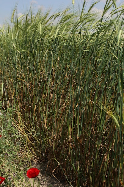 Foto campo de trigo