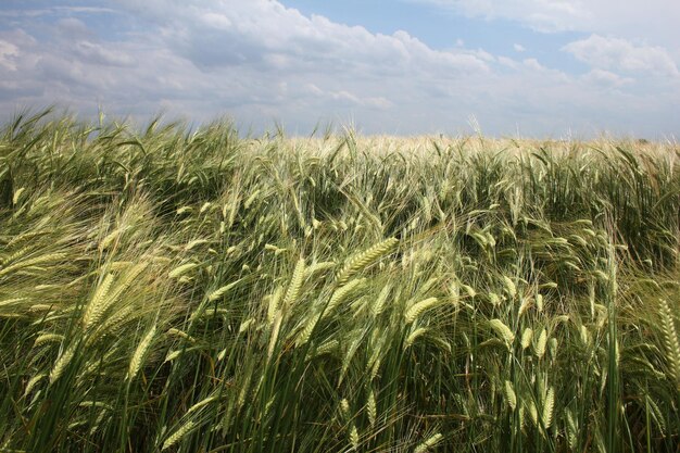 Foto campo de trigo