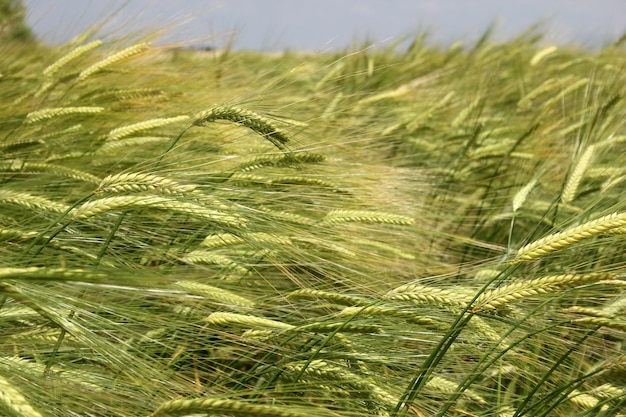 Foto campo de trigo